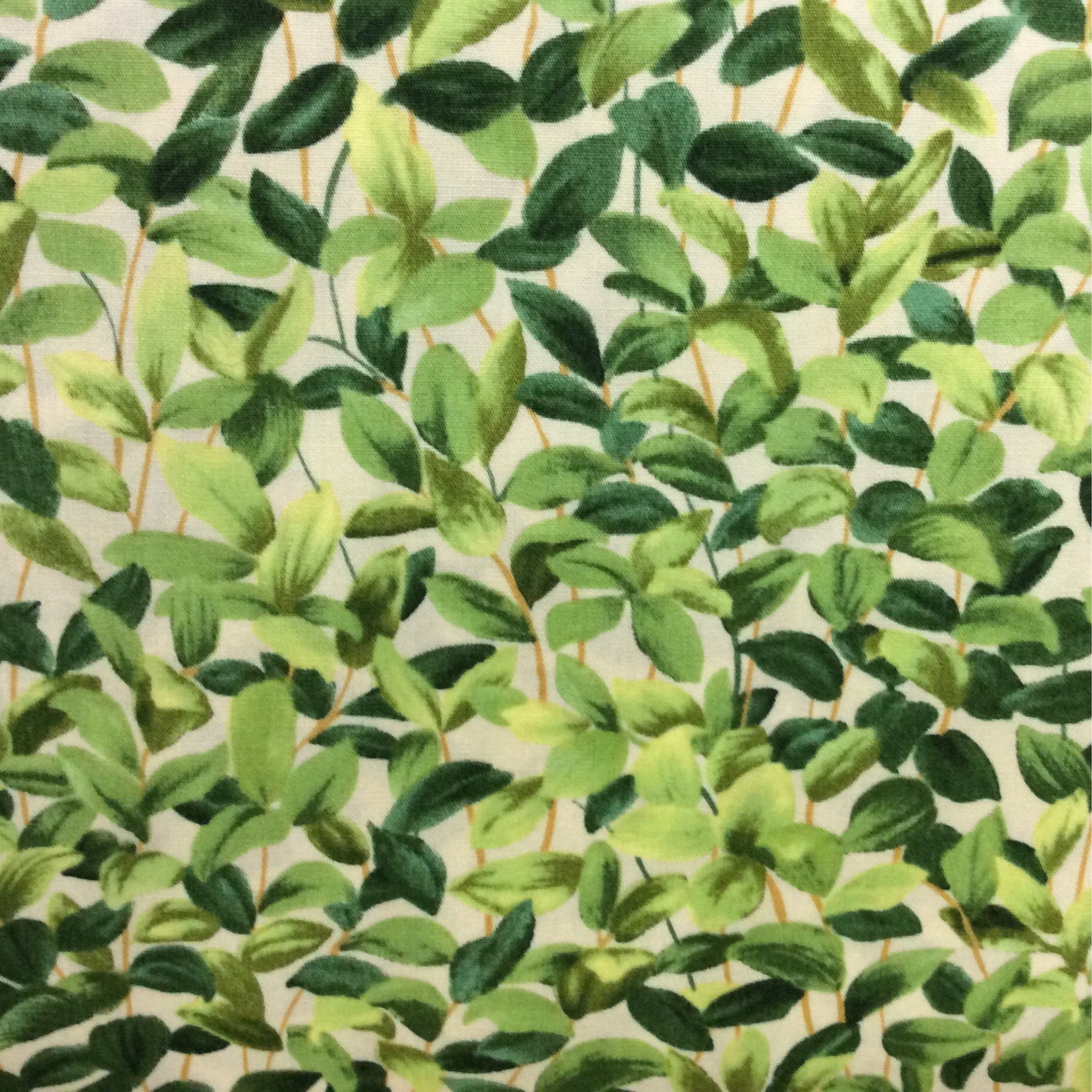 Coniferous Forest Secrets: Unveiling The Abiotic Powerhouse - 7d1ihkb